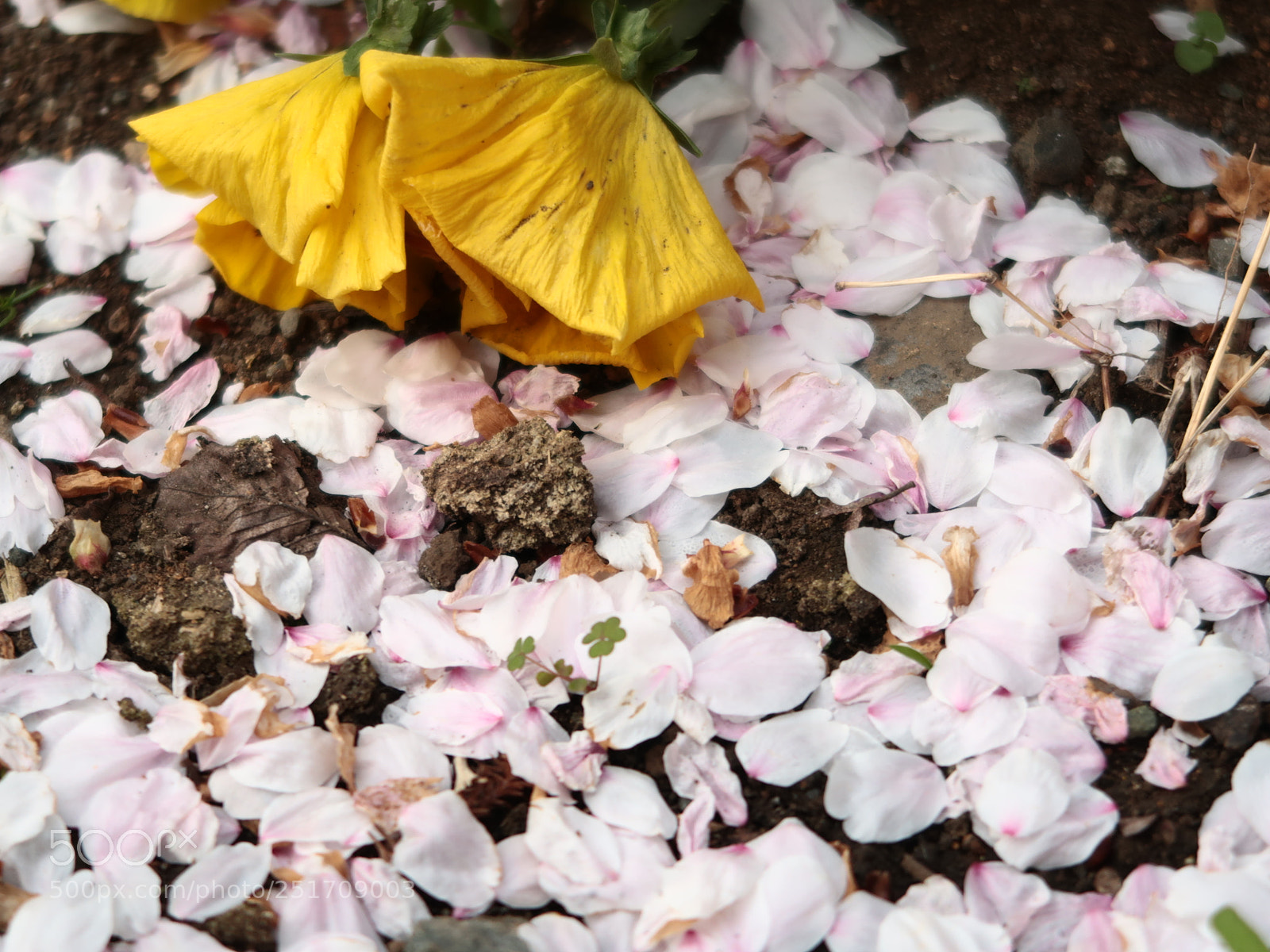 Canon PowerShot G7 X Mark II sample photo. Img photography