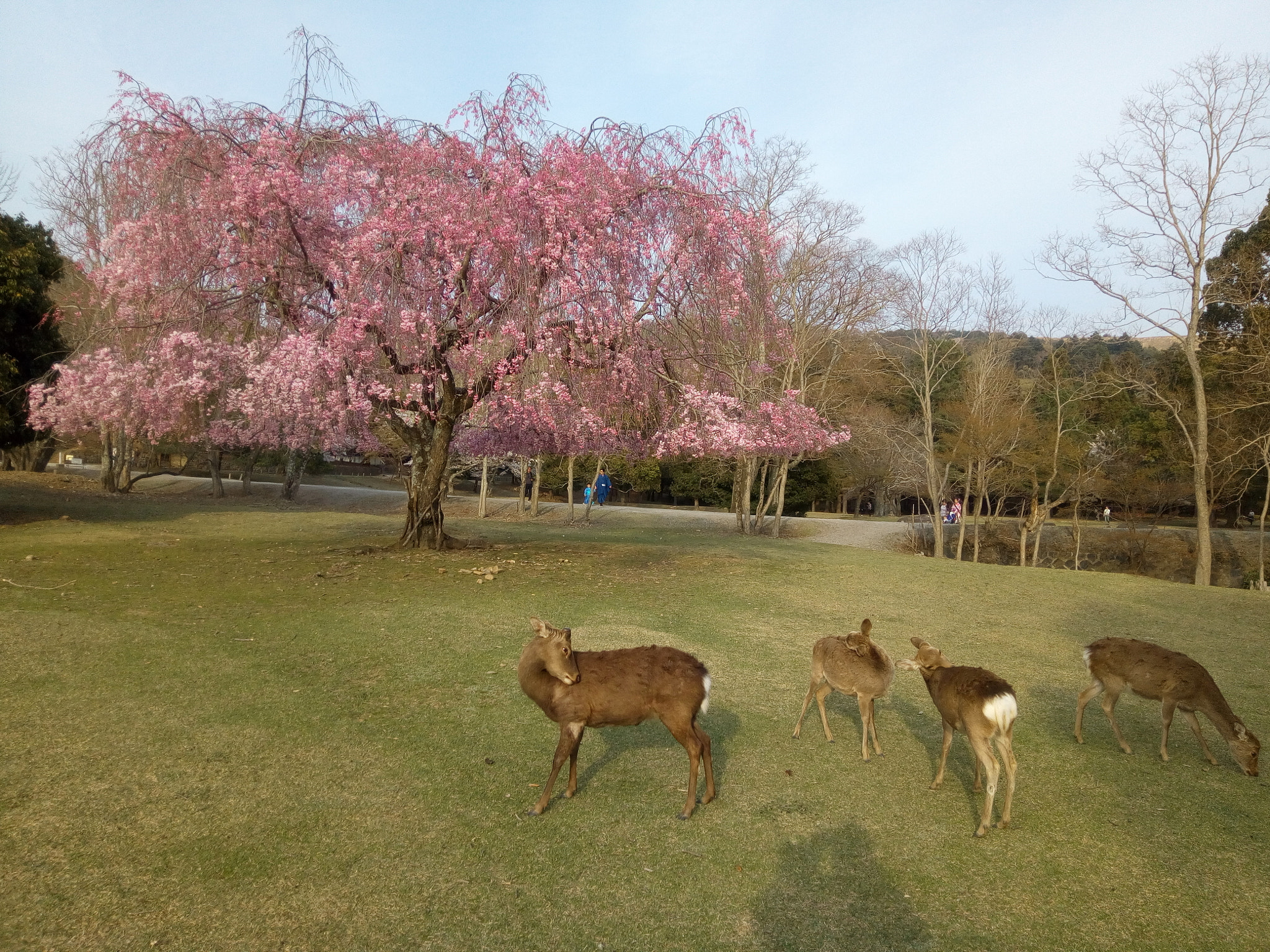 Infinix NOTE 3 PRO sample photo. Sakura and deers photography