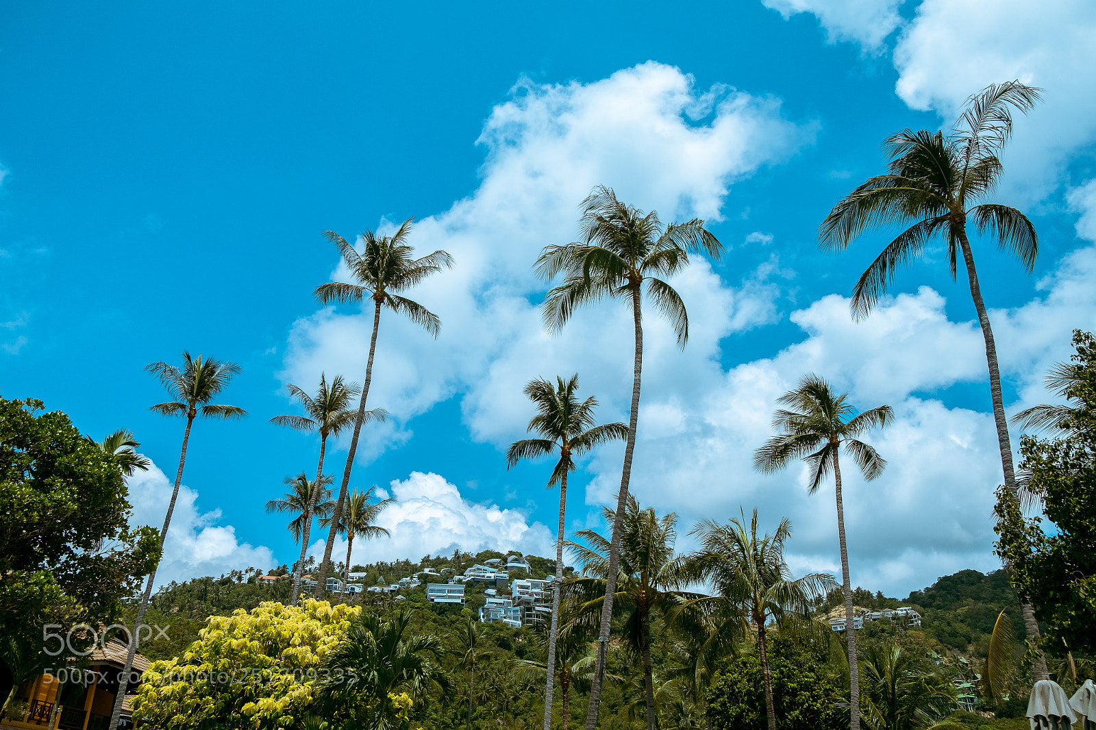 Fujifilm X-T1 sample photo. Palm well hell yes! photography