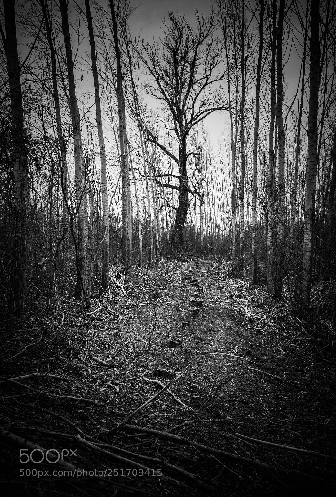Pentax K-5 II sample photo. Forest photography