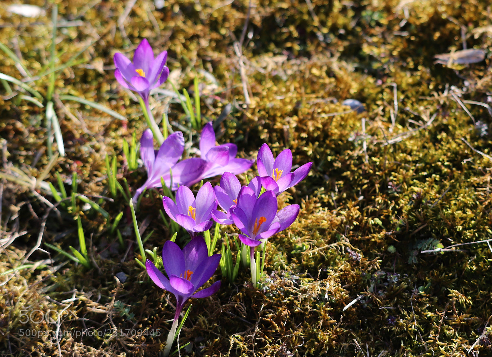 Canon EOS 6D Mark II sample photo. Spring is coming photography