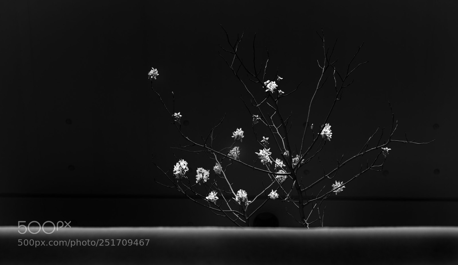 Nikon D850 sample photo. Pretty flowers photography