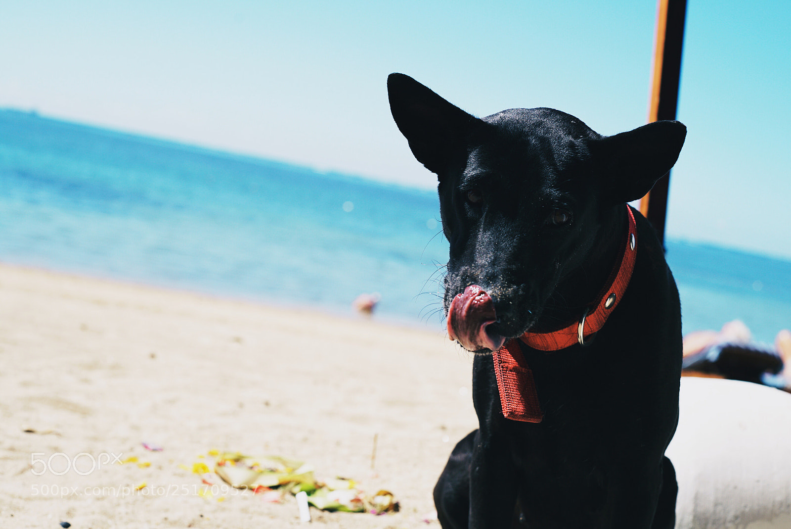 Sony a7S II sample photo. The king of the photography