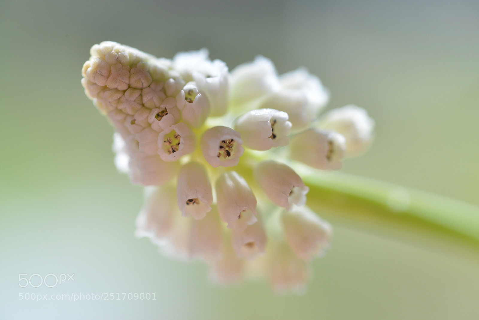 Nikon D800 sample photo. Spring flower photography