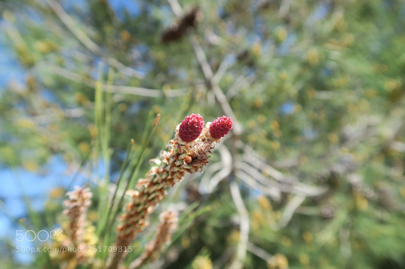 Canon PowerShot G7 X sample photo. Pine 2 photography