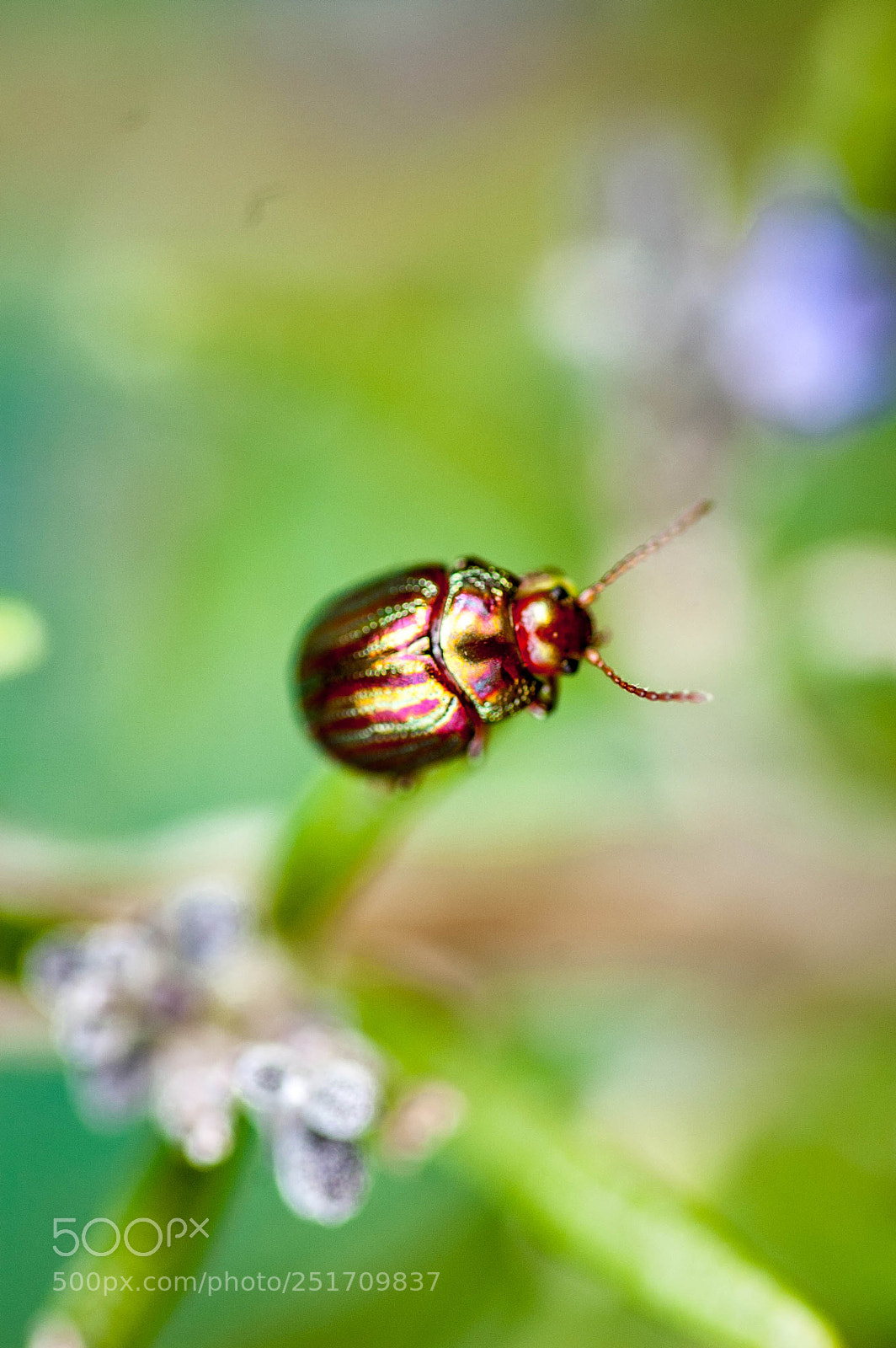 Nikon D50 sample photo. Spring photography