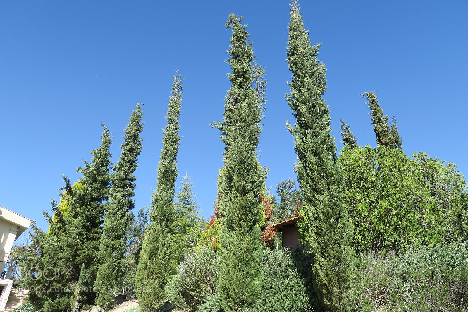 Canon PowerShot G7 X sample photo. Cypress photography