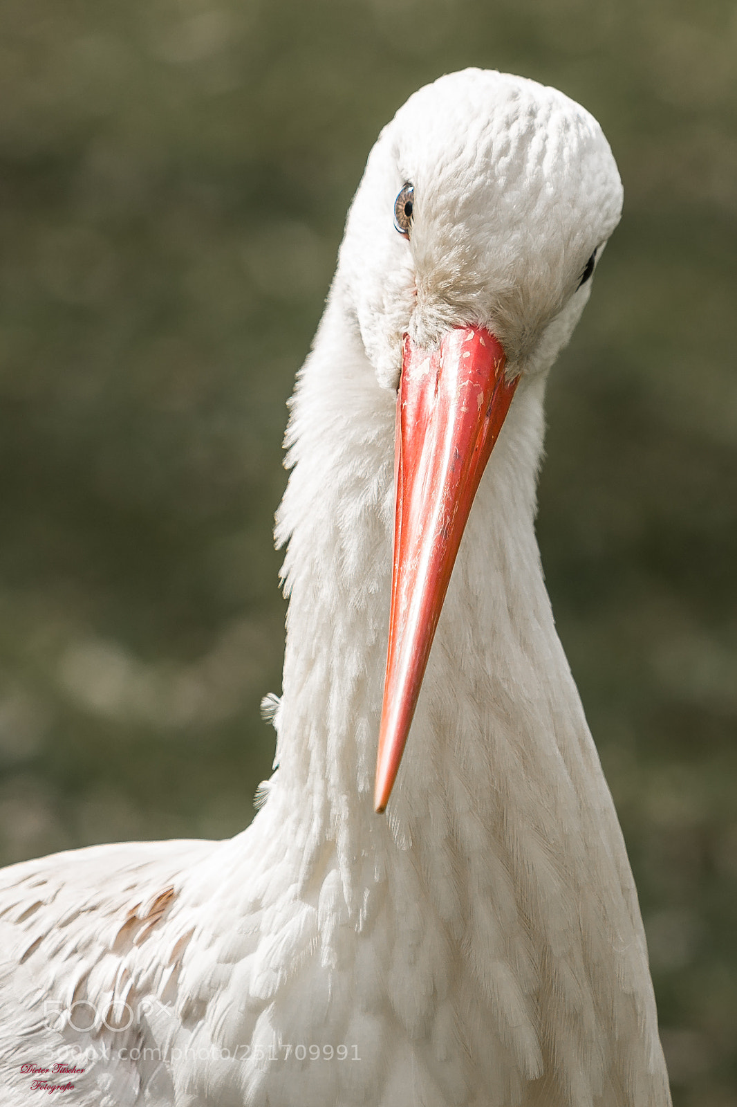Sony SLT-A99V sample photo. Klapperstorch photography