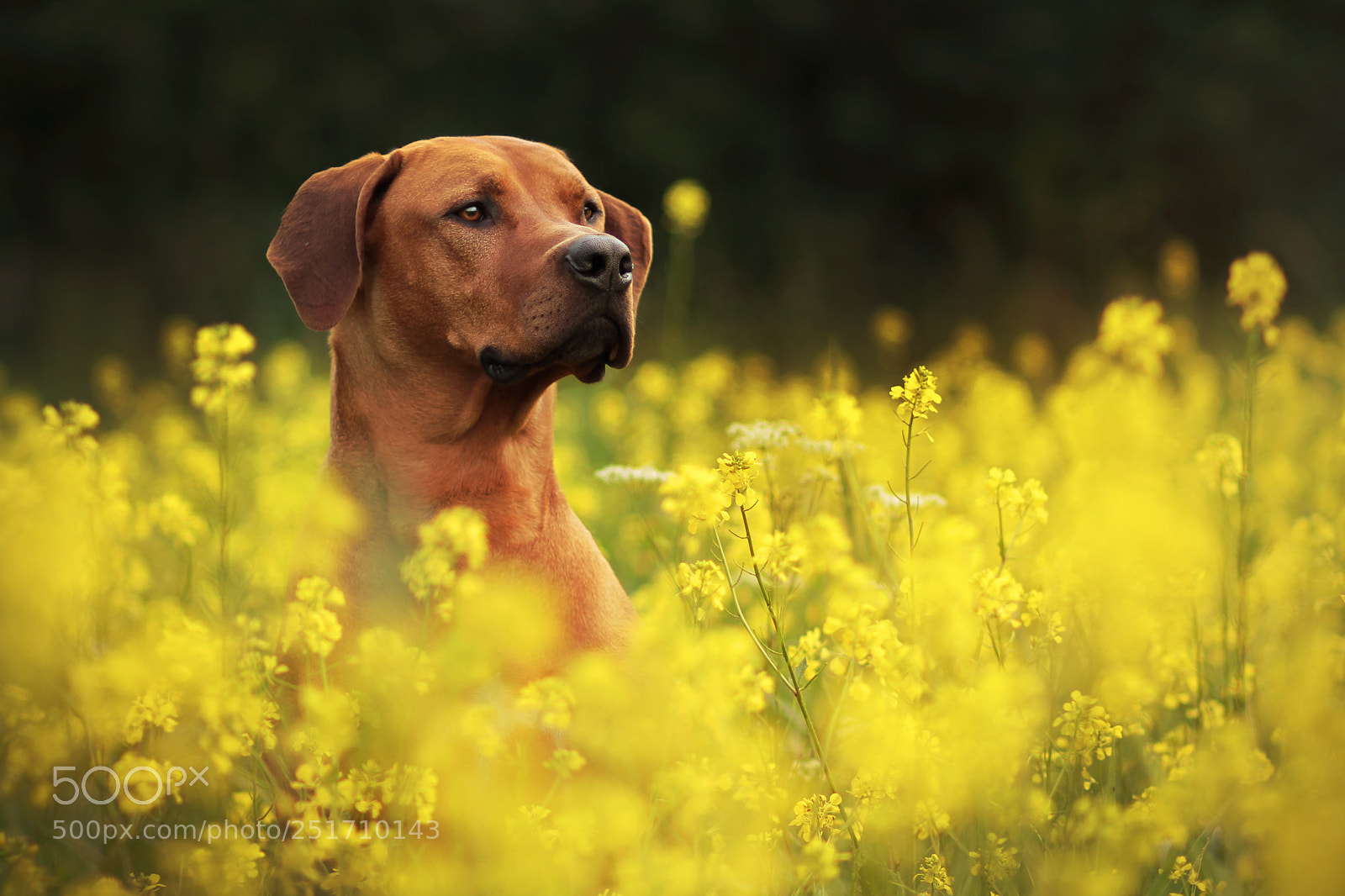 Canon EOS 7D sample photo. Golden field photography