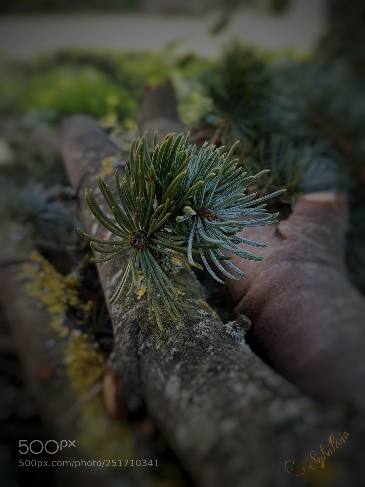 Samsung Galaxy S7 Edge sample photo. Mon beau sapin photography