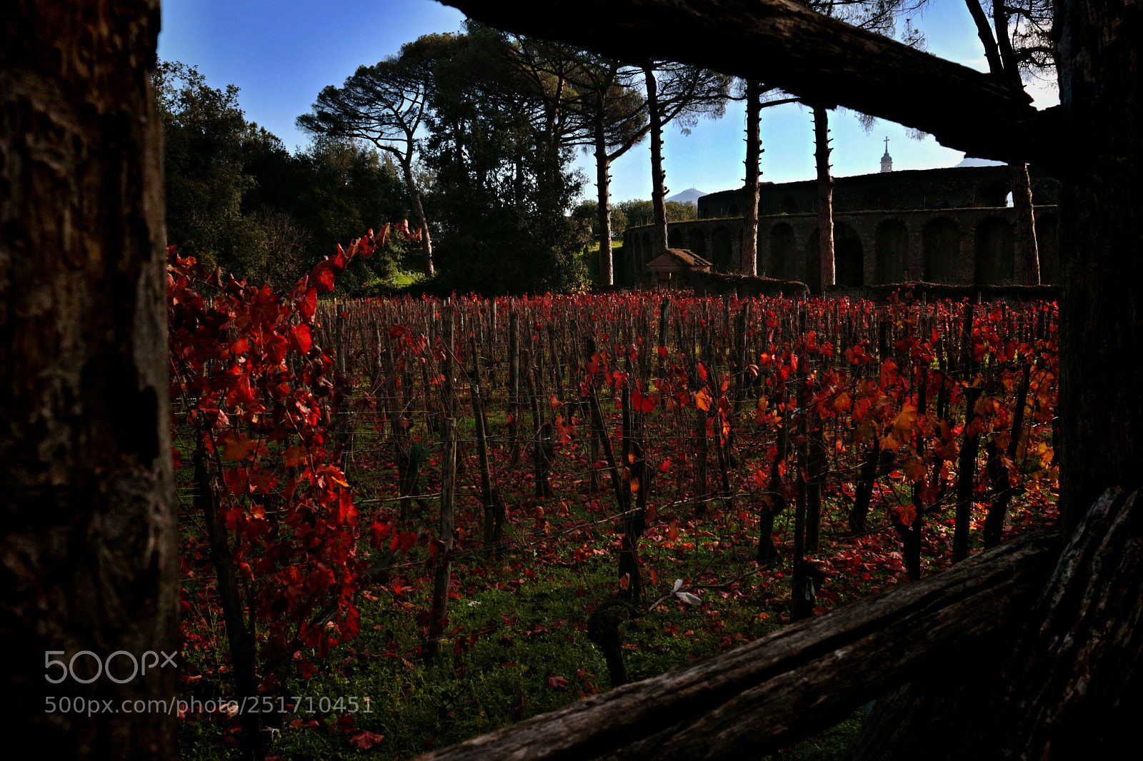Canon EOS 100D (EOS Rebel SL1 / EOS Kiss X7) sample photo. Vineyard photography