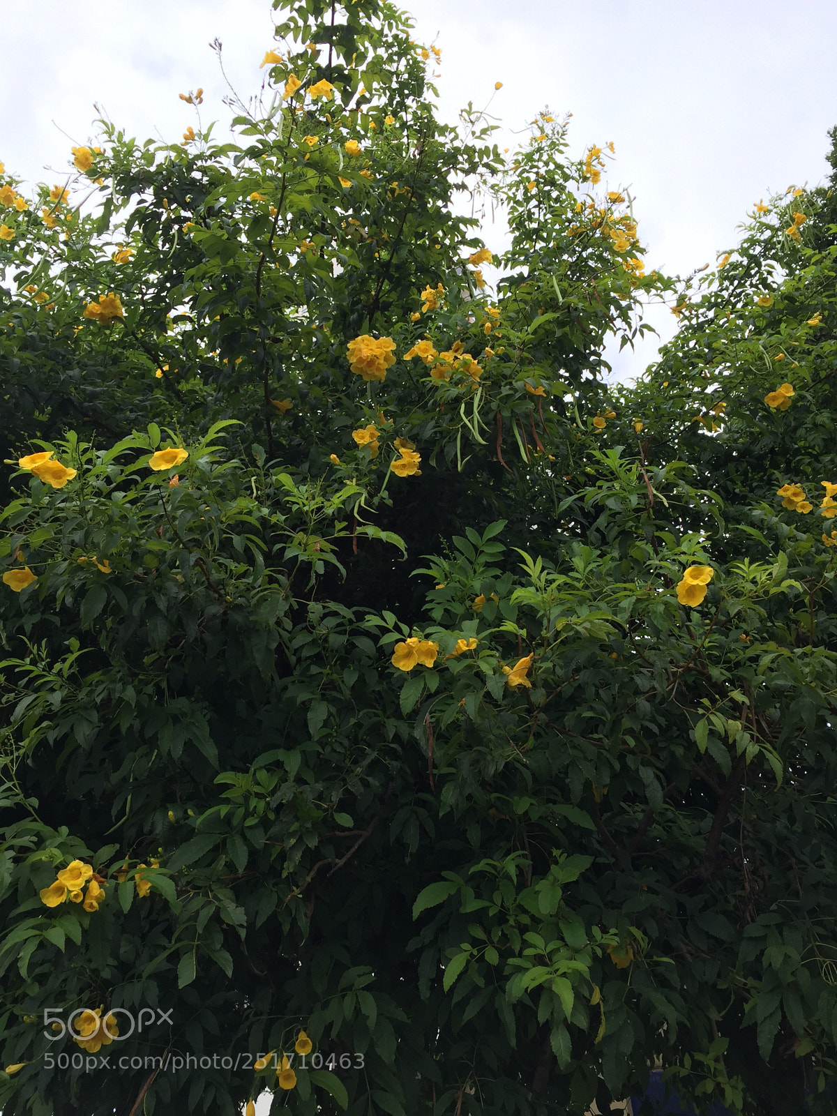 Apple iPhone 6 sample photo. Untitled photography