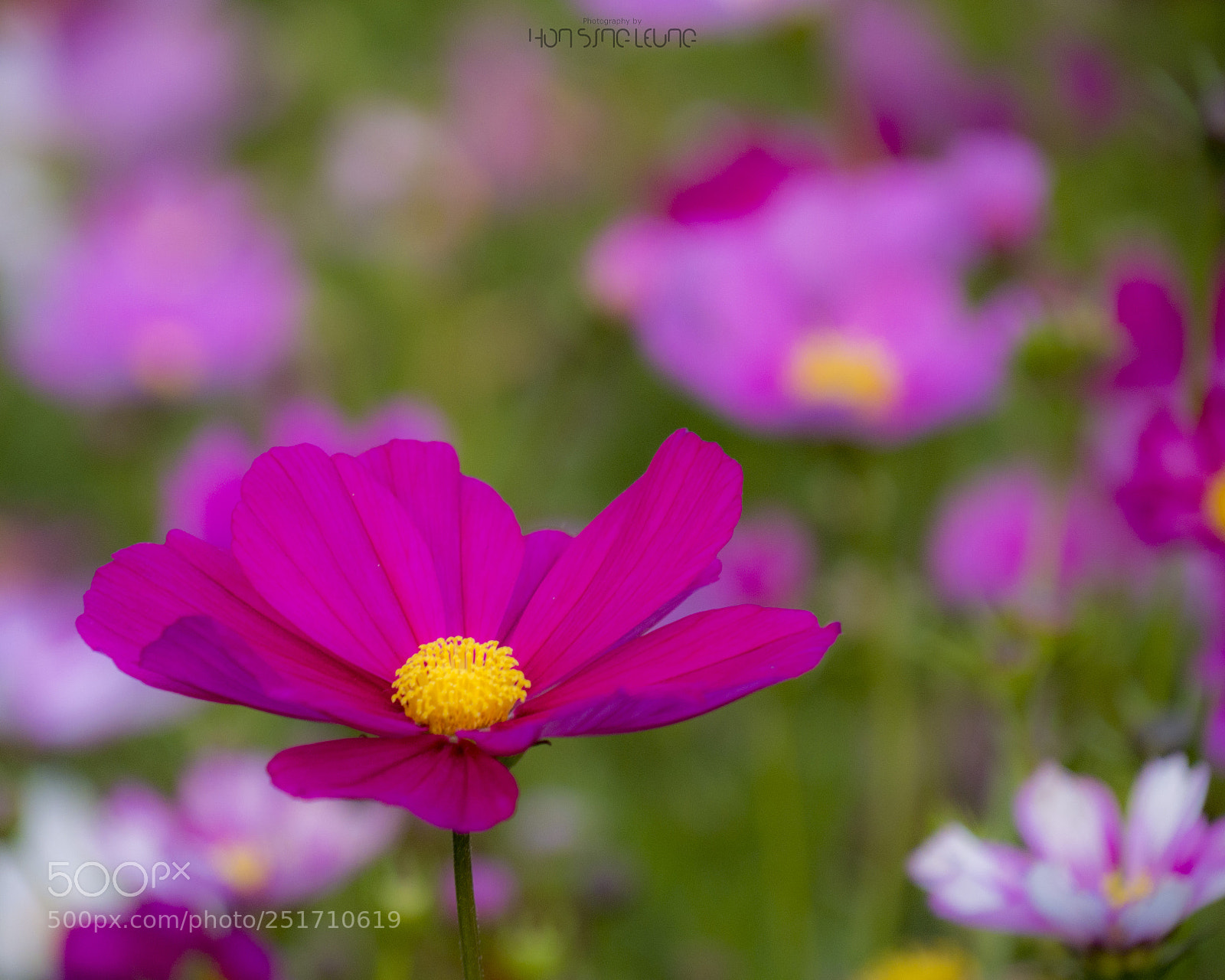 Panasonic Lumix DMC-GX7 sample photo. Stand up photography