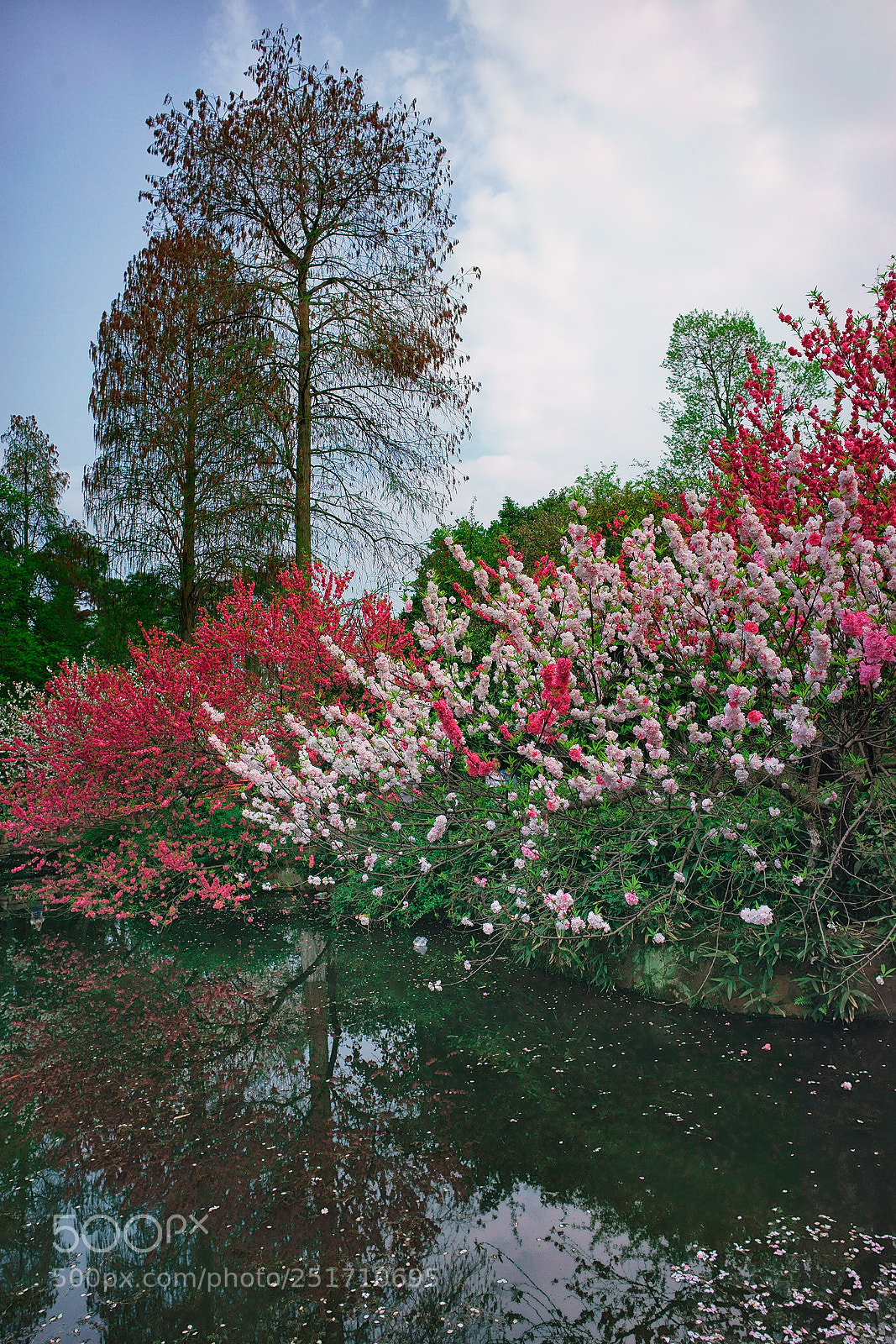 Sony a7 sample photo. 繁花似锦 photography