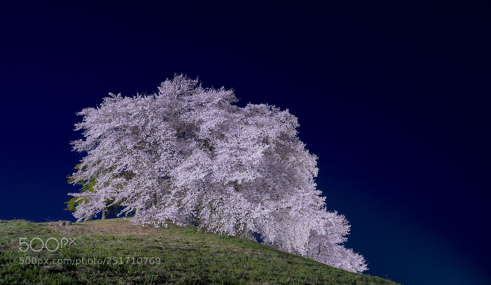 Sony a7R III sample photo. Cherryblossom photography