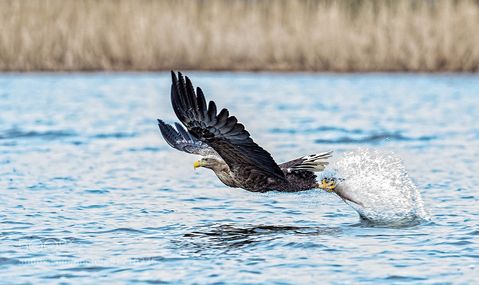 Canon EOS-1D X sample photo. White tailed sea eagle photography