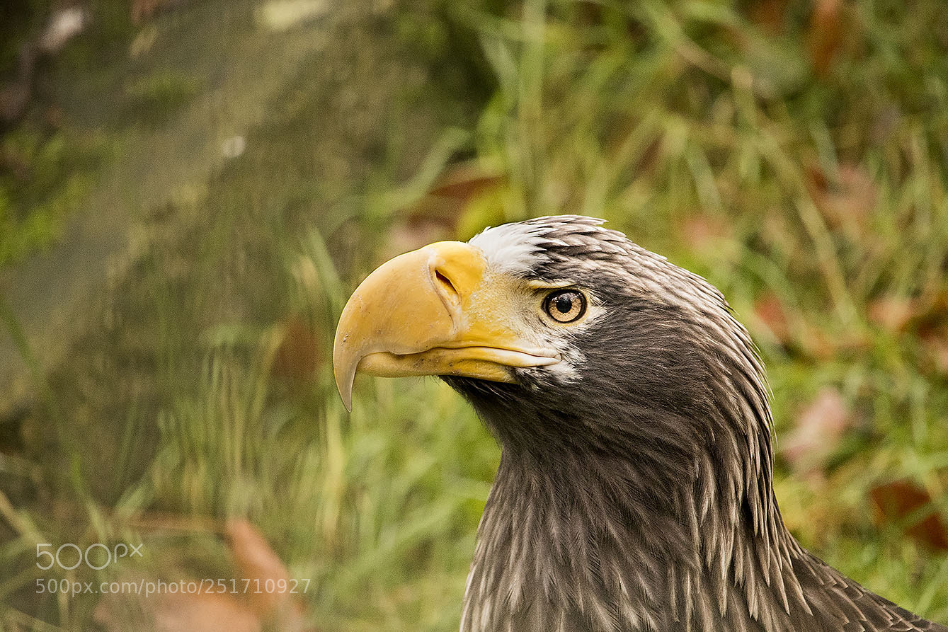 Canon EOS 77D (EOS 9000D / EOS 770D) sample photo. Orel v chodn steller's photography