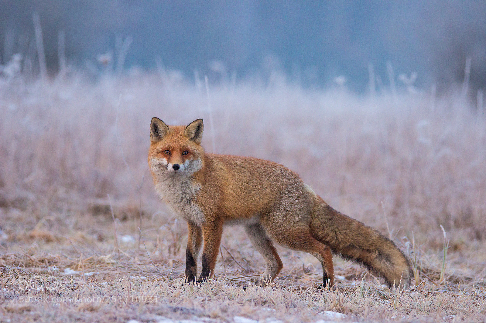 Canon EOS 600D (Rebel EOS T3i / EOS Kiss X5) sample photo. Lis [ vulpes vulpes) photography