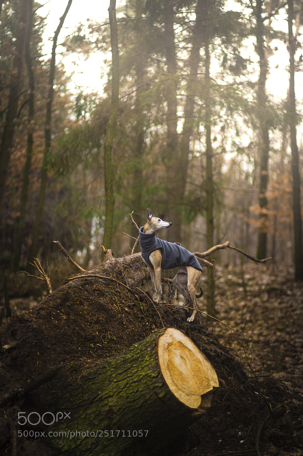 Canon EOS-1D X sample photo. Leo in the forest photography