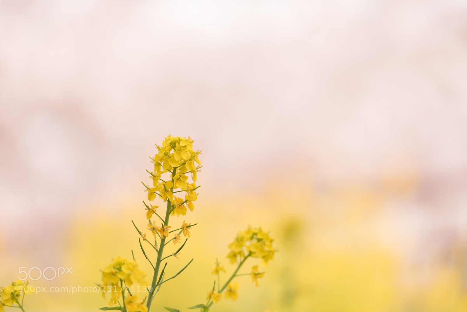 Nikon D810 sample photo. Spring kindness photography