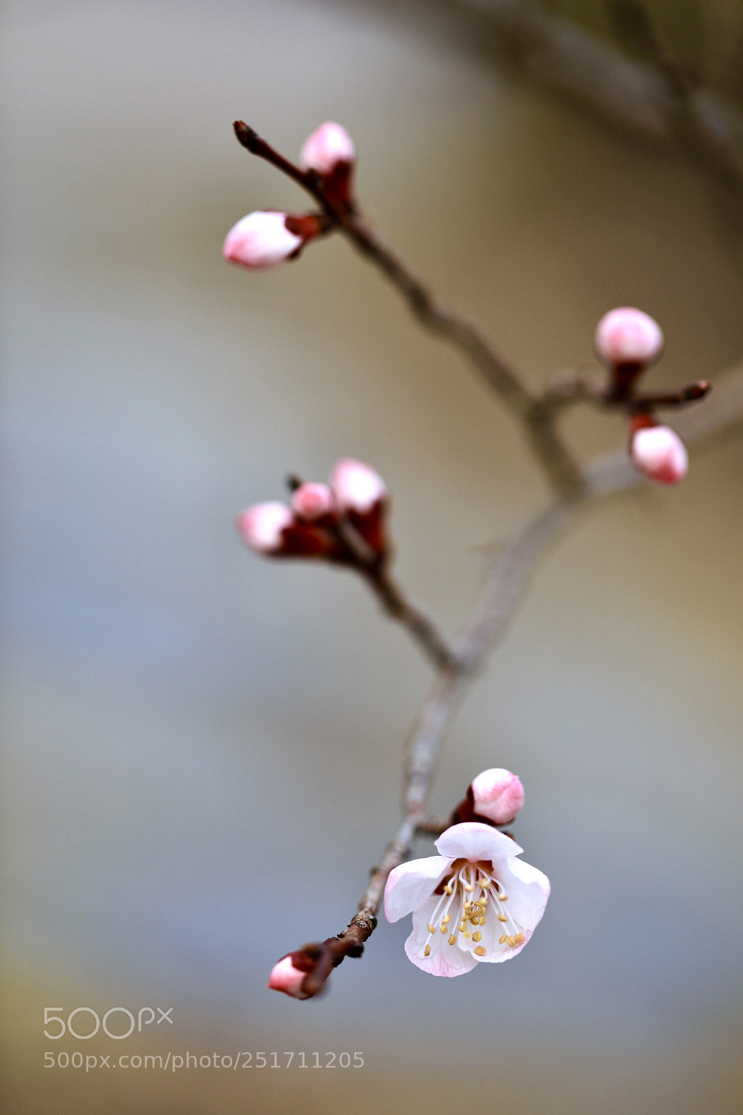 Canon EOS 5D Mark IV sample photo. 보옴 photography