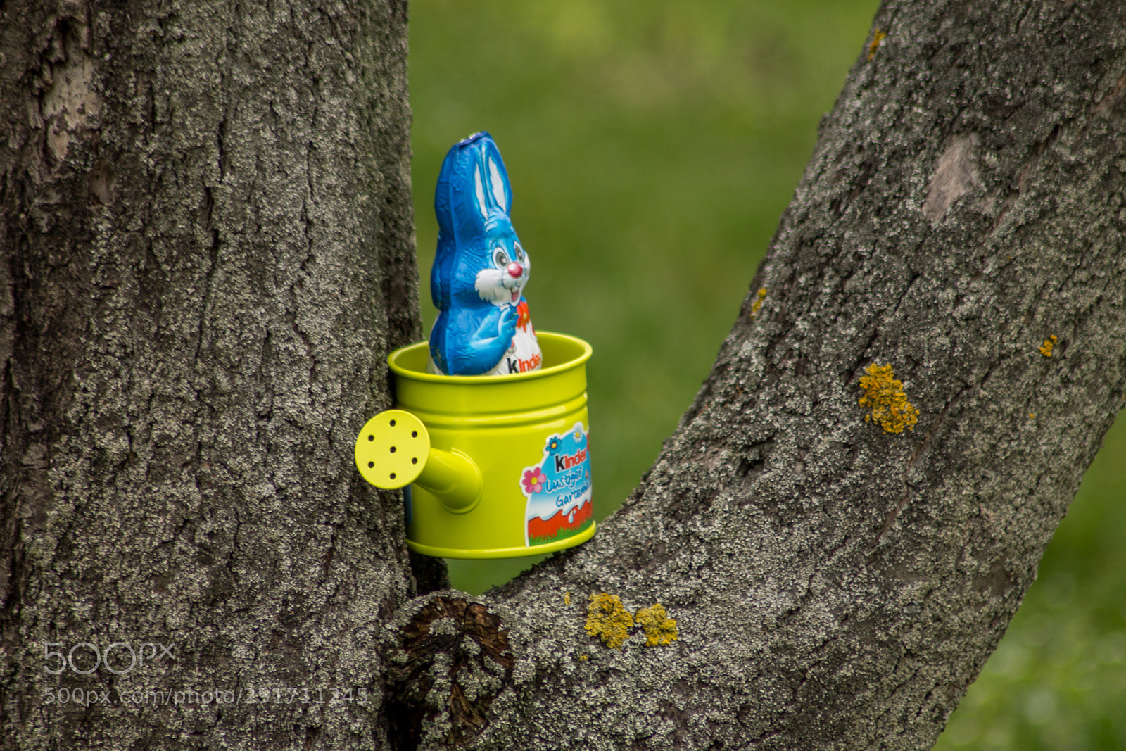 Canon EOS 1100D (EOS Rebel T3 / EOS Kiss X50) sample photo. Easter bunny photography