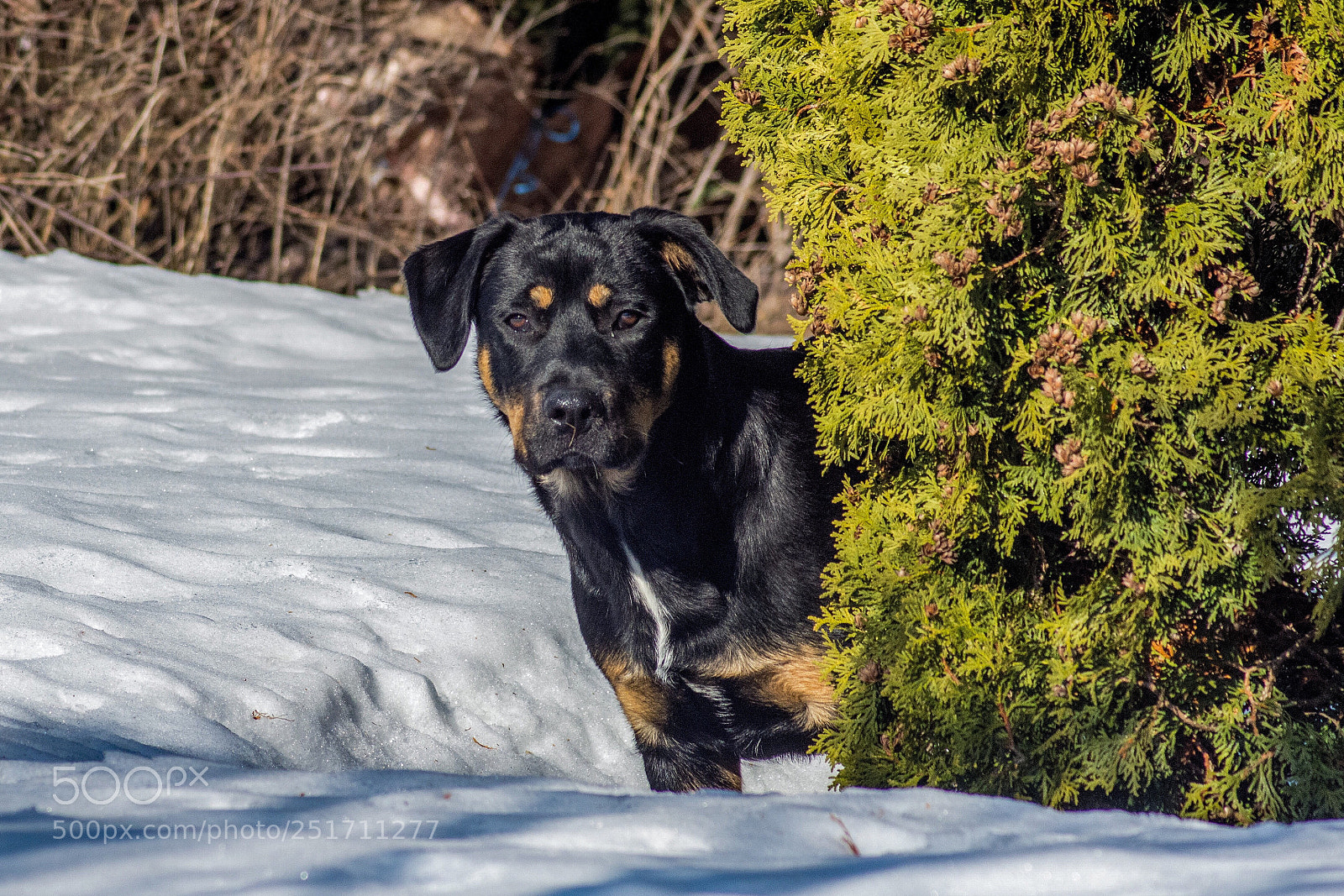 Nikon D7200 sample photo. Benzo photography