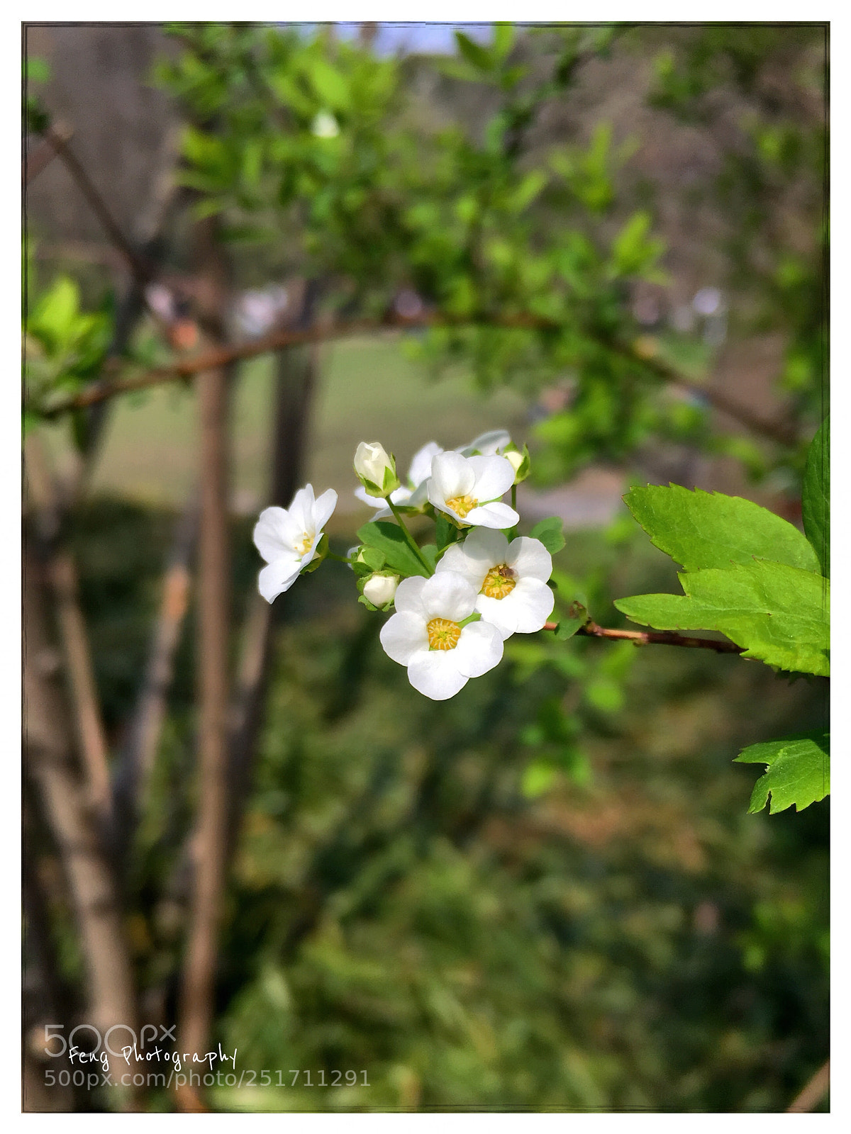 Apple iPhone SE sample photo. 野山梅 photography