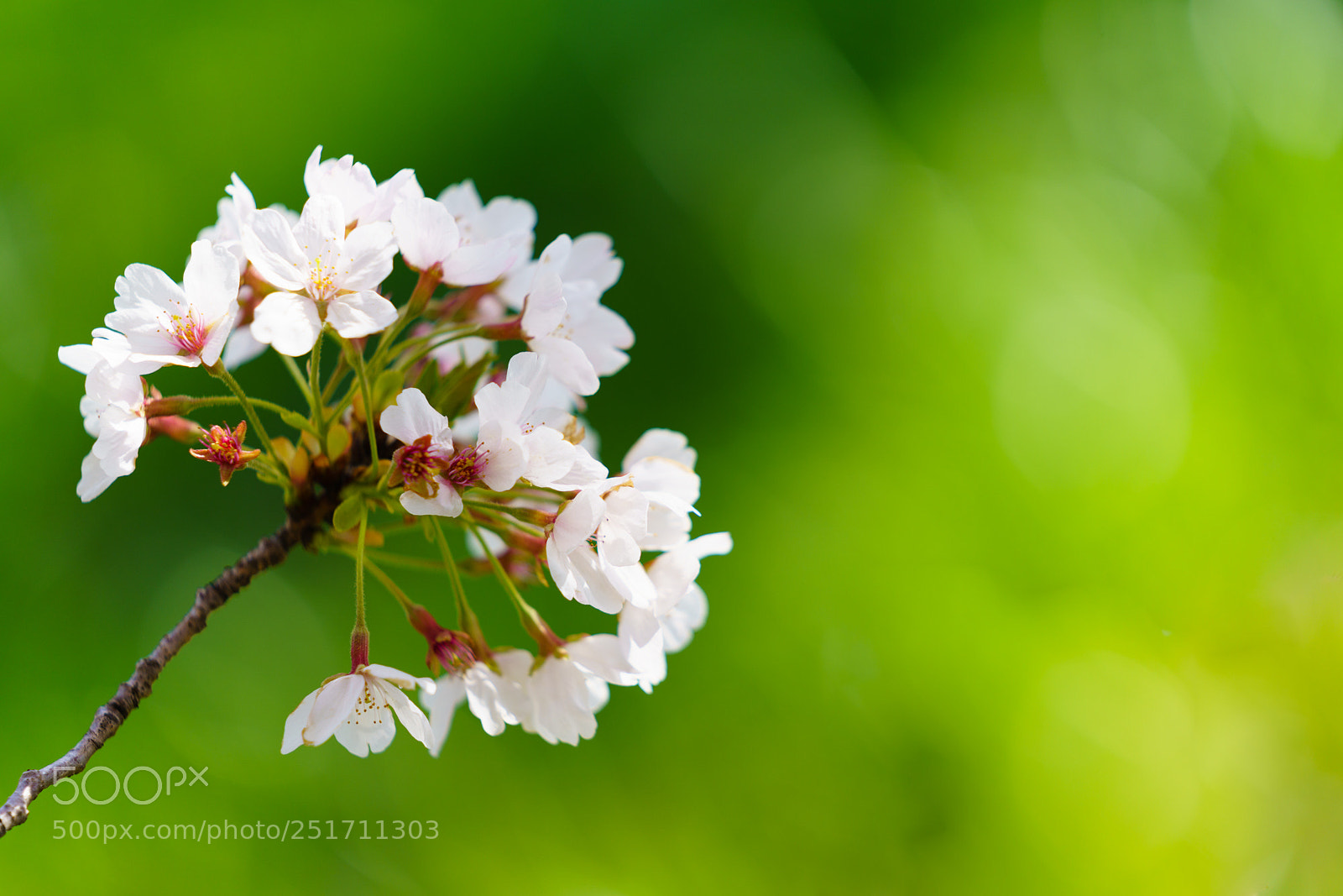 Sony a7R III sample photo. Cherry blossom photography