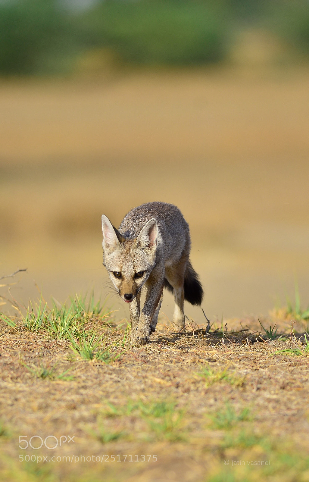 Nikon D600 sample photo. Indian fox photography