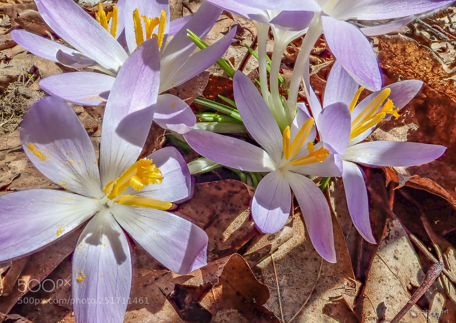 Olympus TG-5 sample photo. Spring finally arrives photography