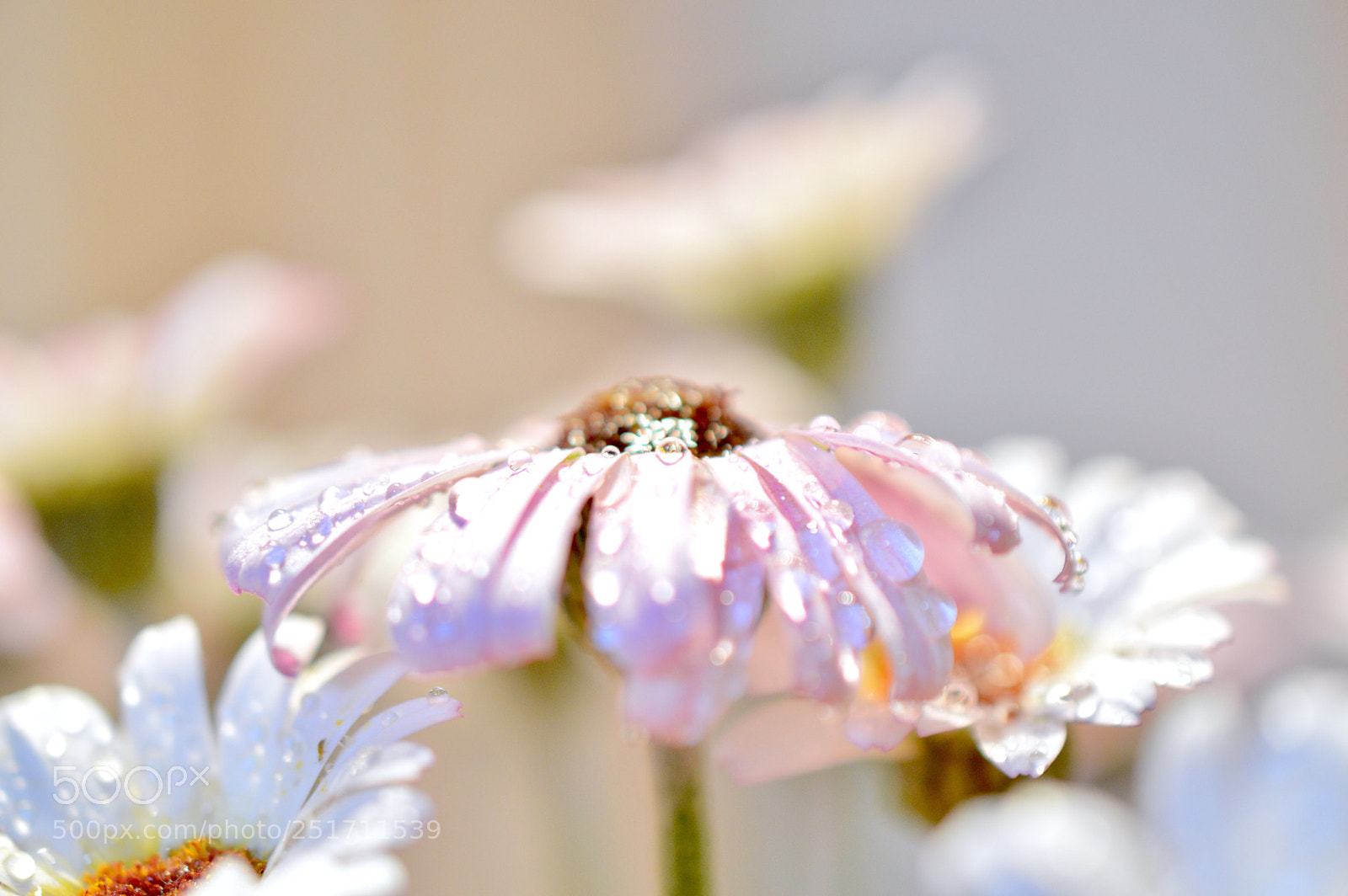 Nikon D3200 sample photo. Too glitter ˚:*:・ photography