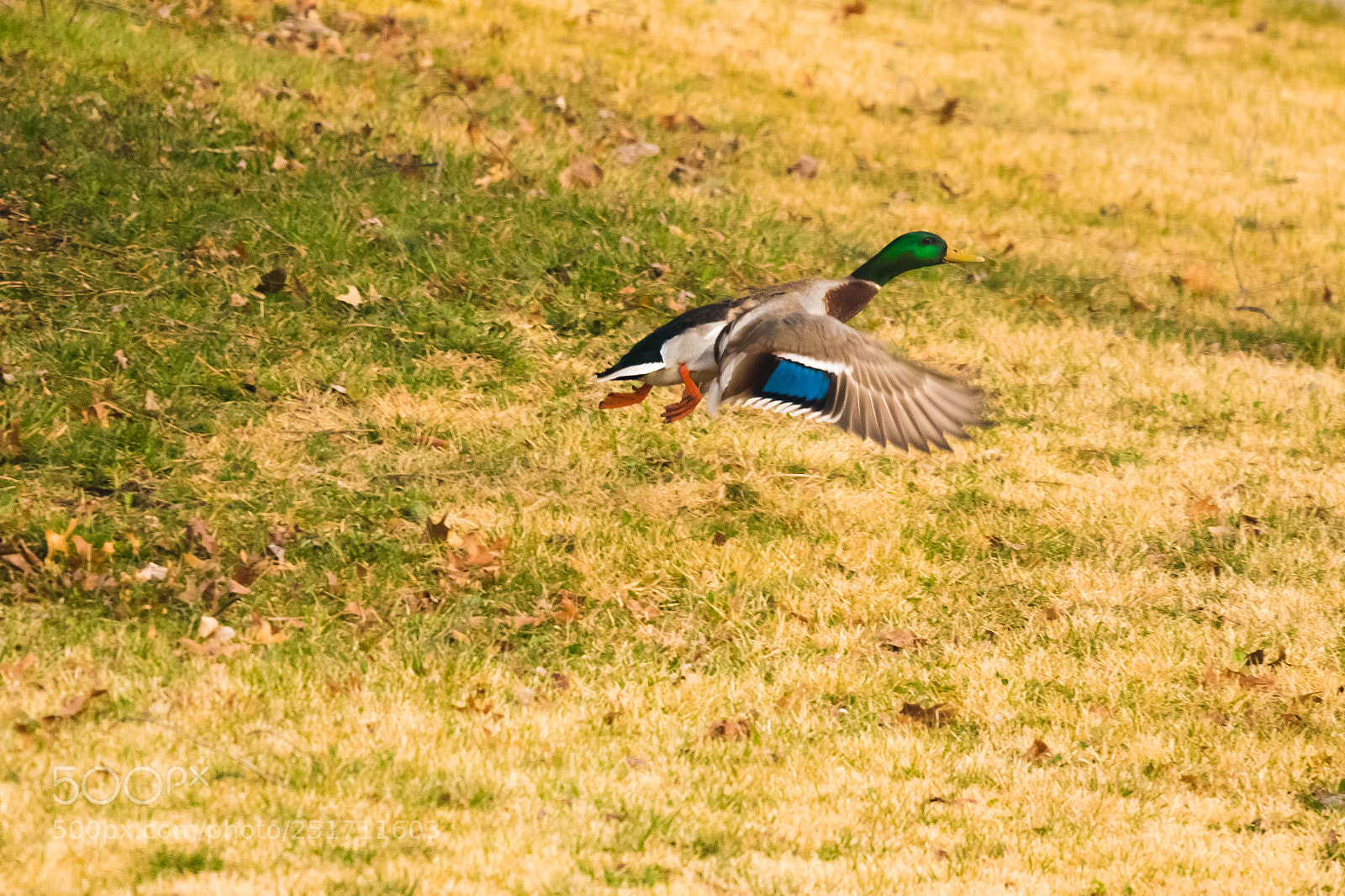 Canon EOS 7D Mark II sample photo. Duck taking flight photography