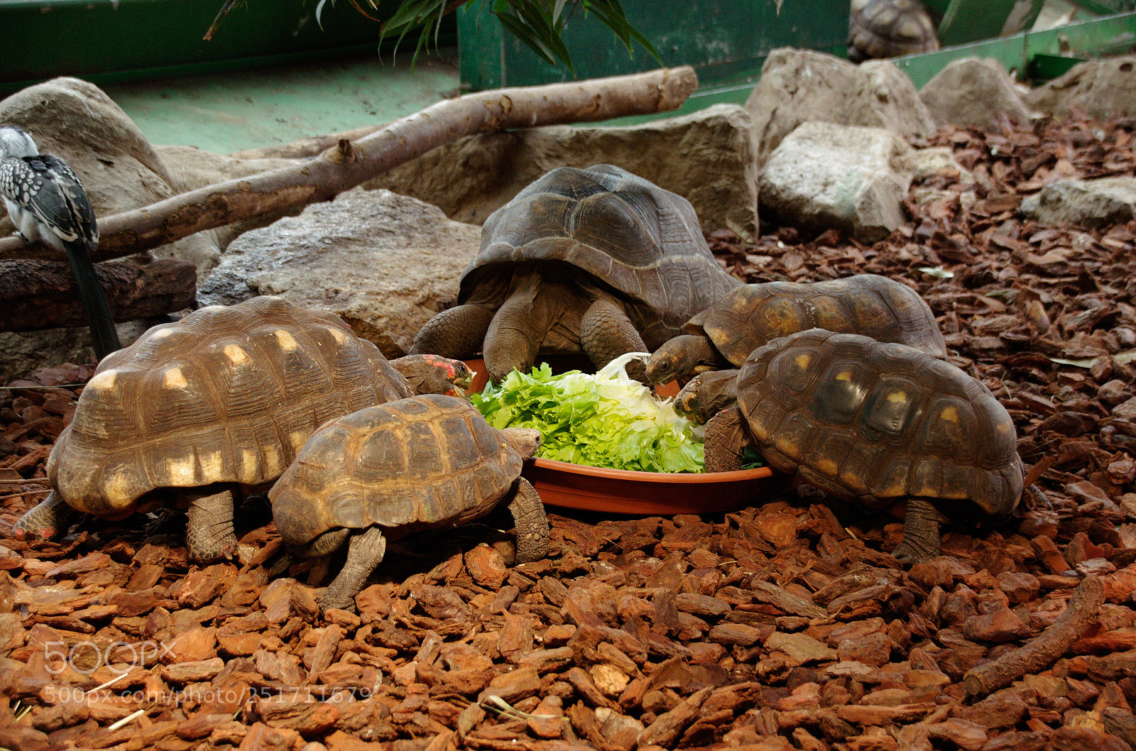 Pentax K-5 II sample photo. Turtles photography
