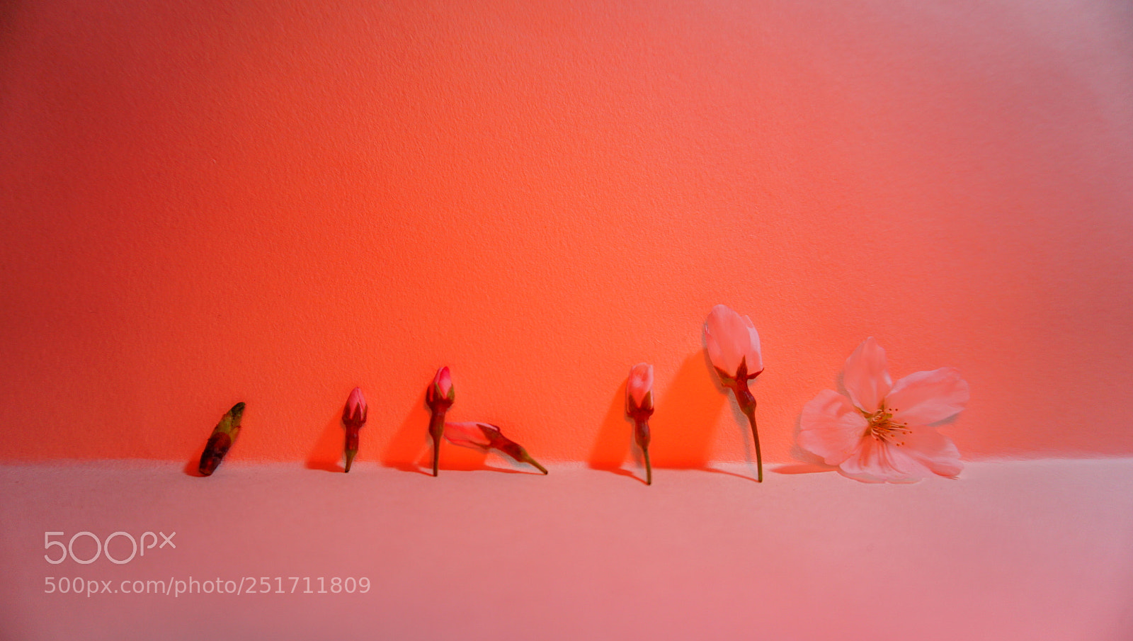 Sony a6000 sample photo. Untitled photography