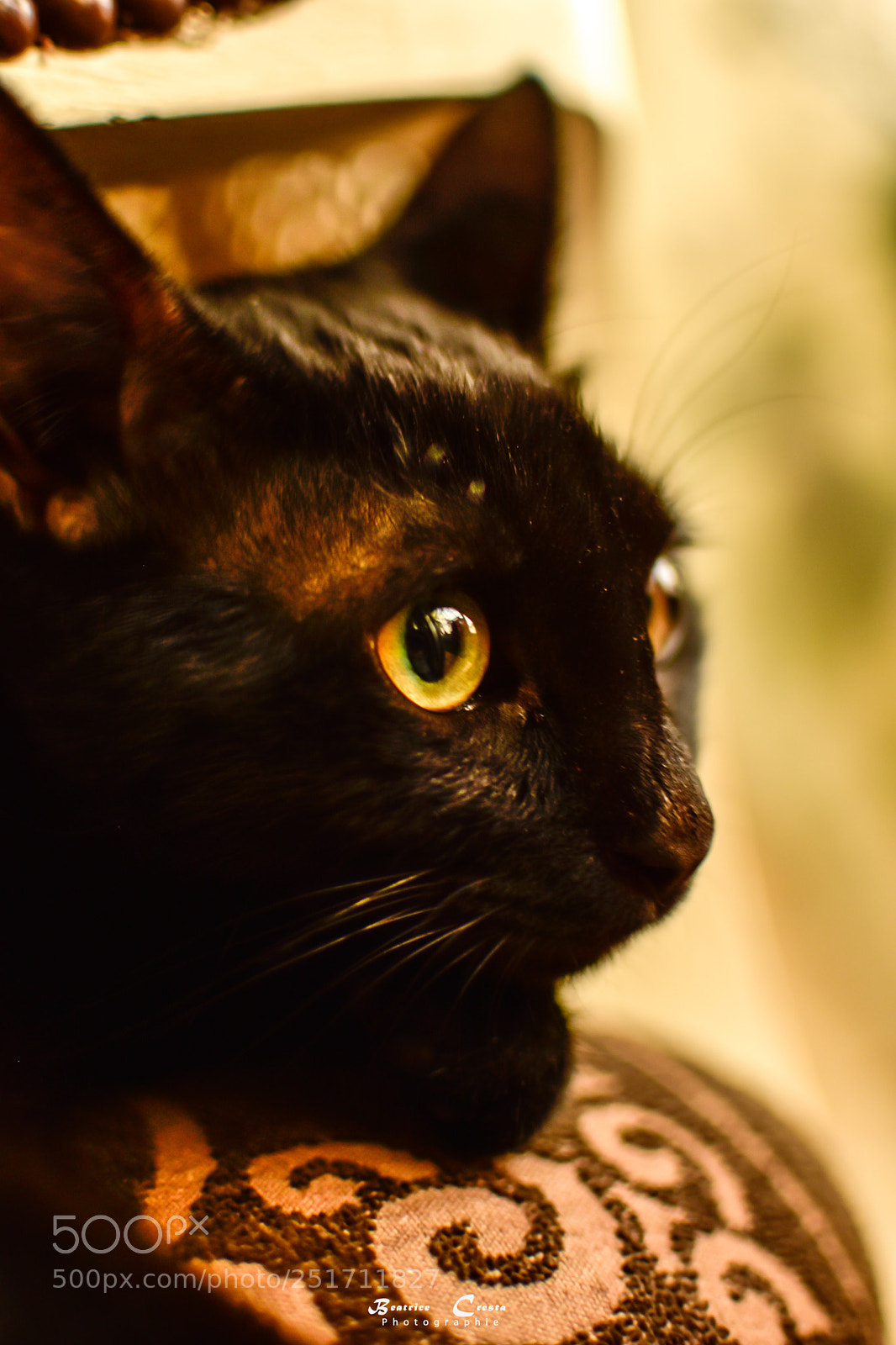 Nikon D5500 sample photo. Neron photography