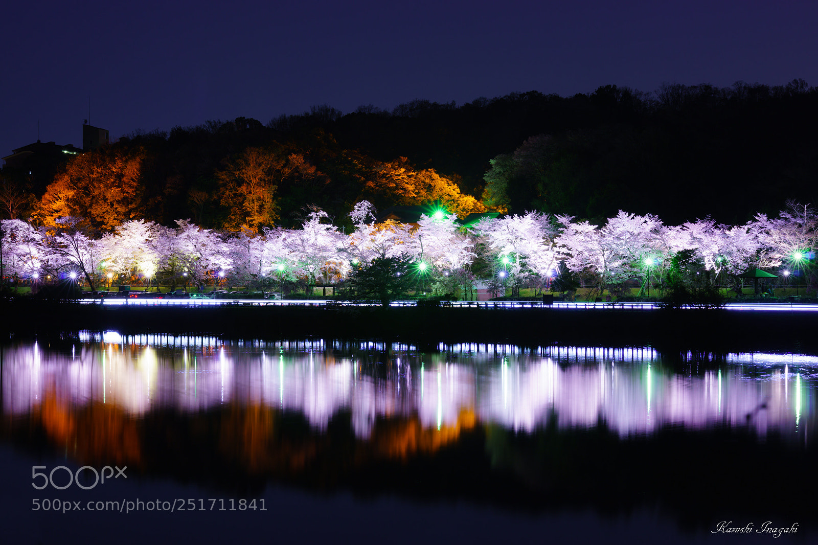 Sony SLT-A99V sample photo. Cherry blossom line photography