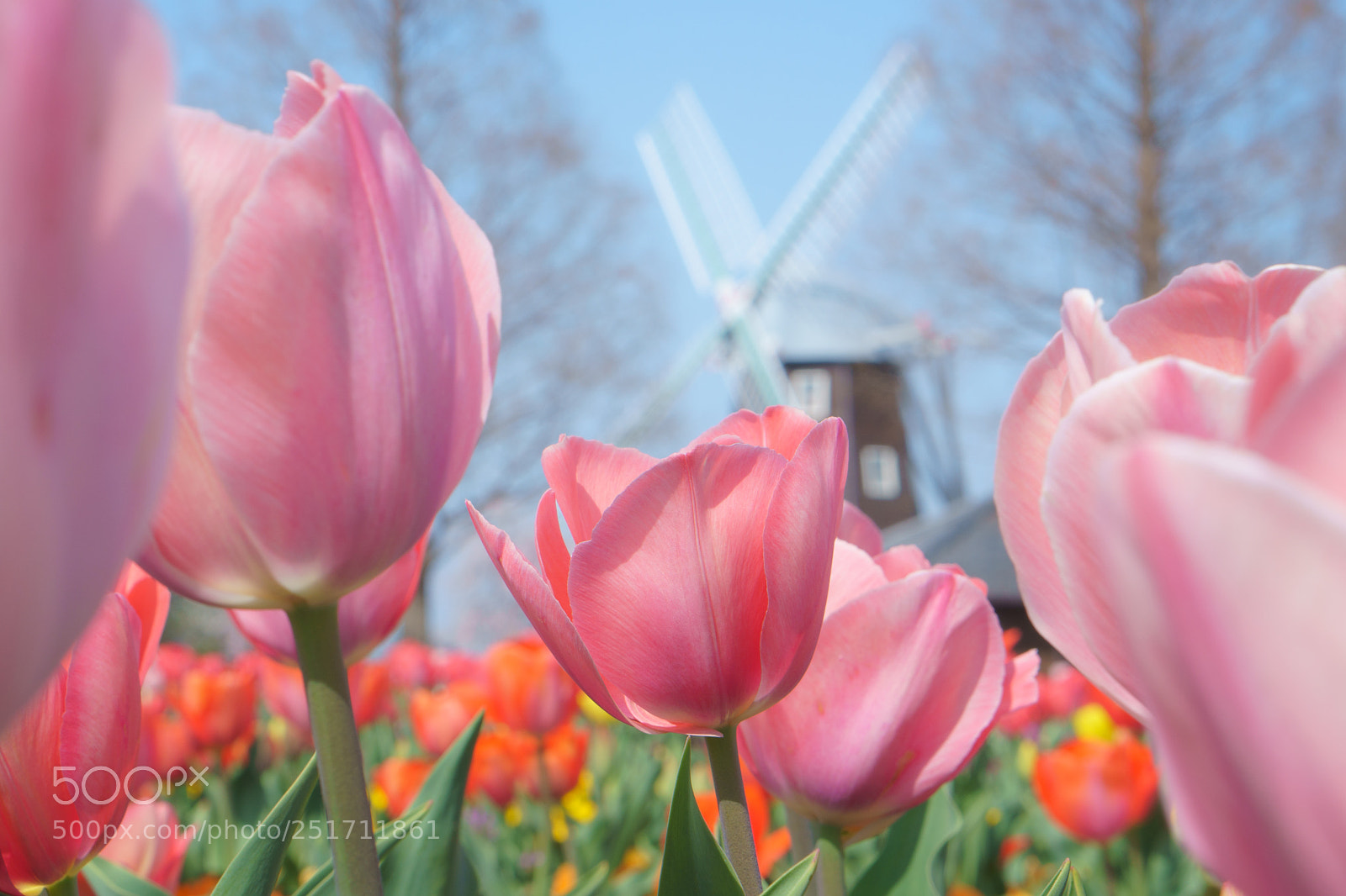 Sony a6500 sample photo. Tulip and windmill photography
