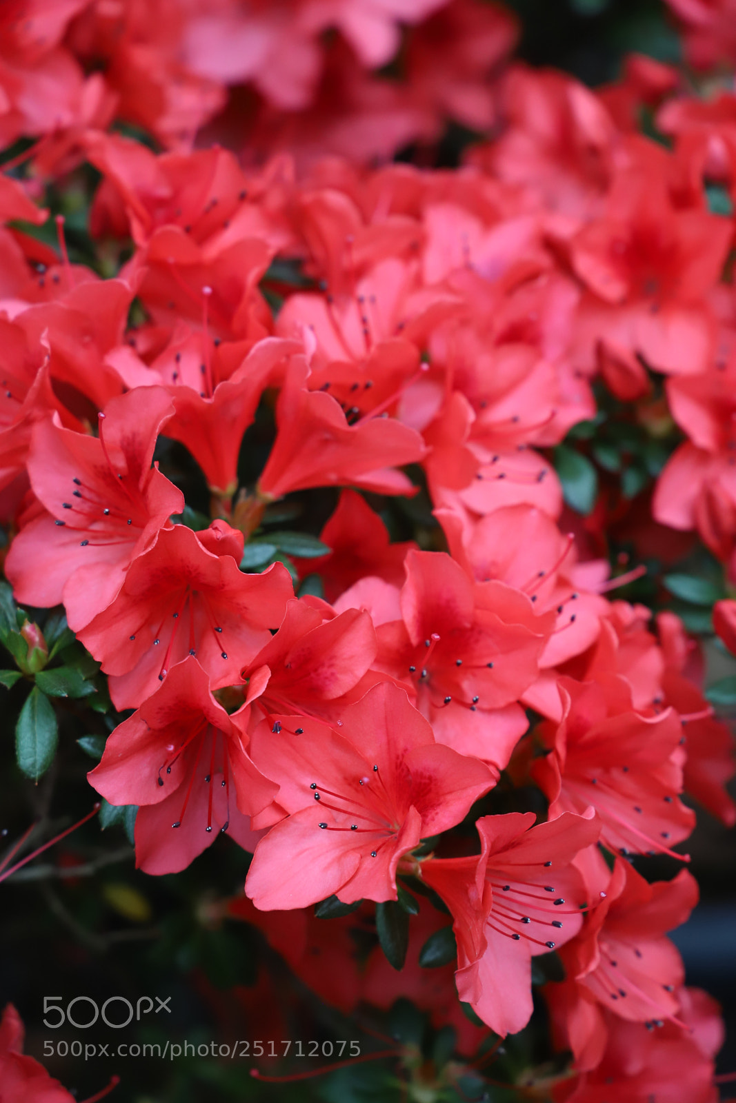 Canon EF 24-105mm F3.5-5.6 IS STM sample photo. Azalea photography