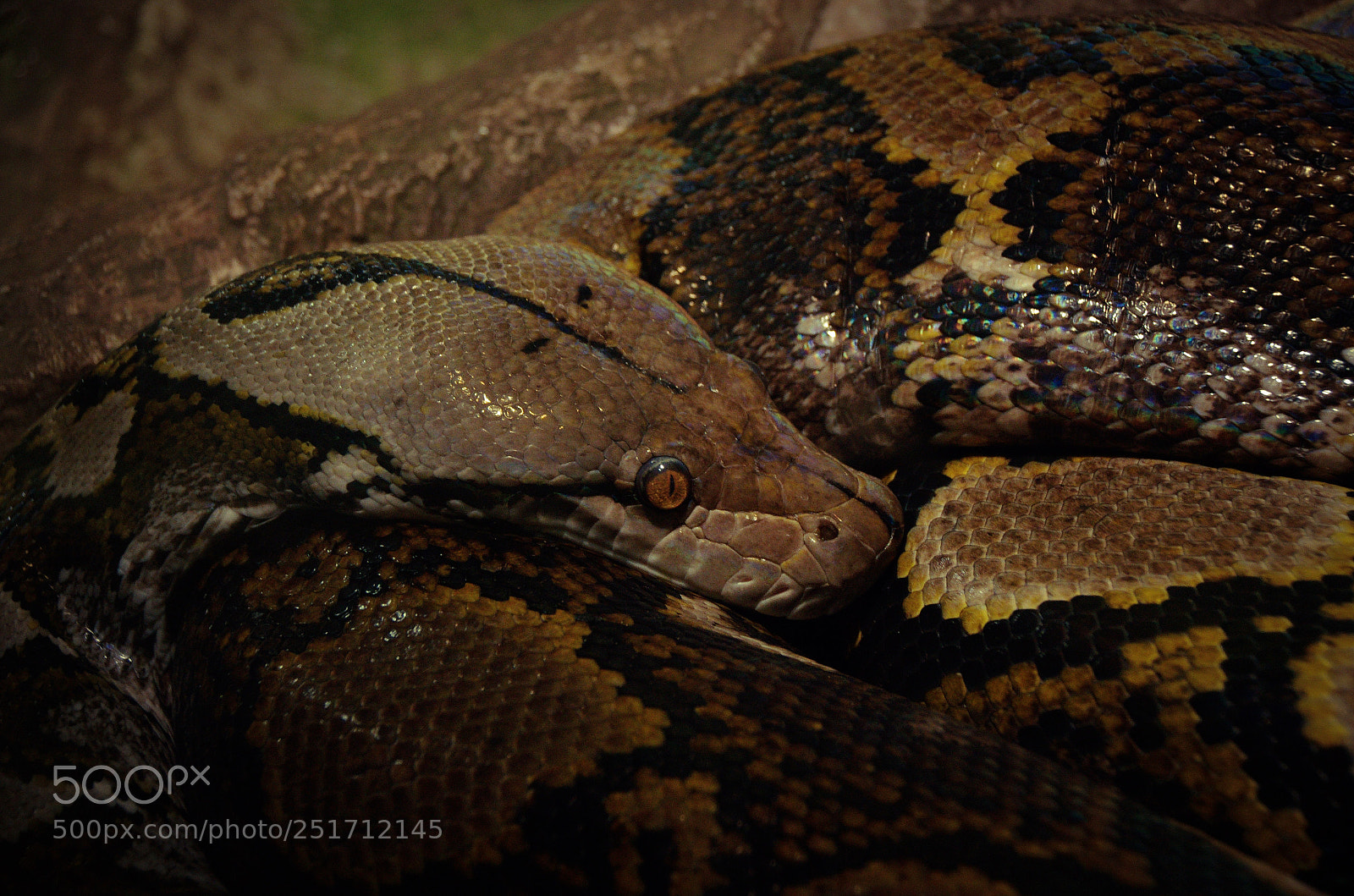 Pentax K-5 II sample photo. Snake photography