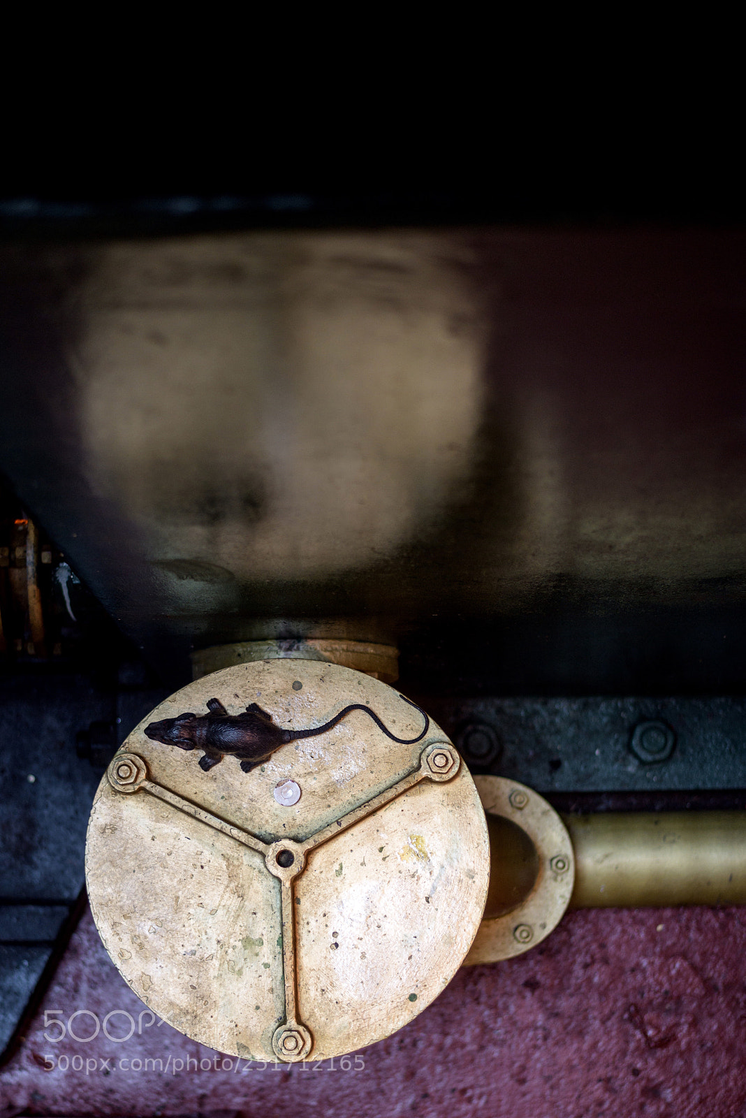 Nikon D810 sample photo. Rat photography
