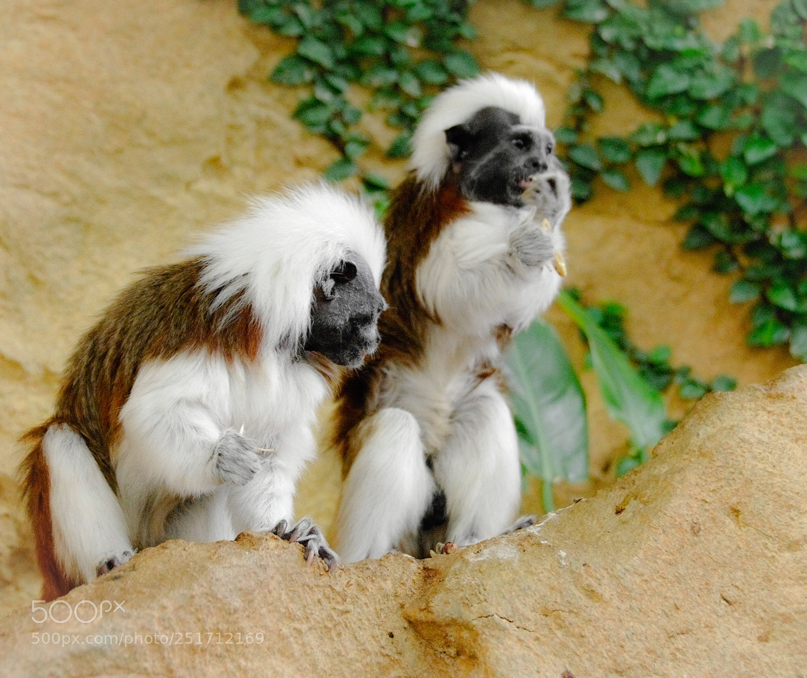 Pentax K-5 II sample photo. Monkey photography