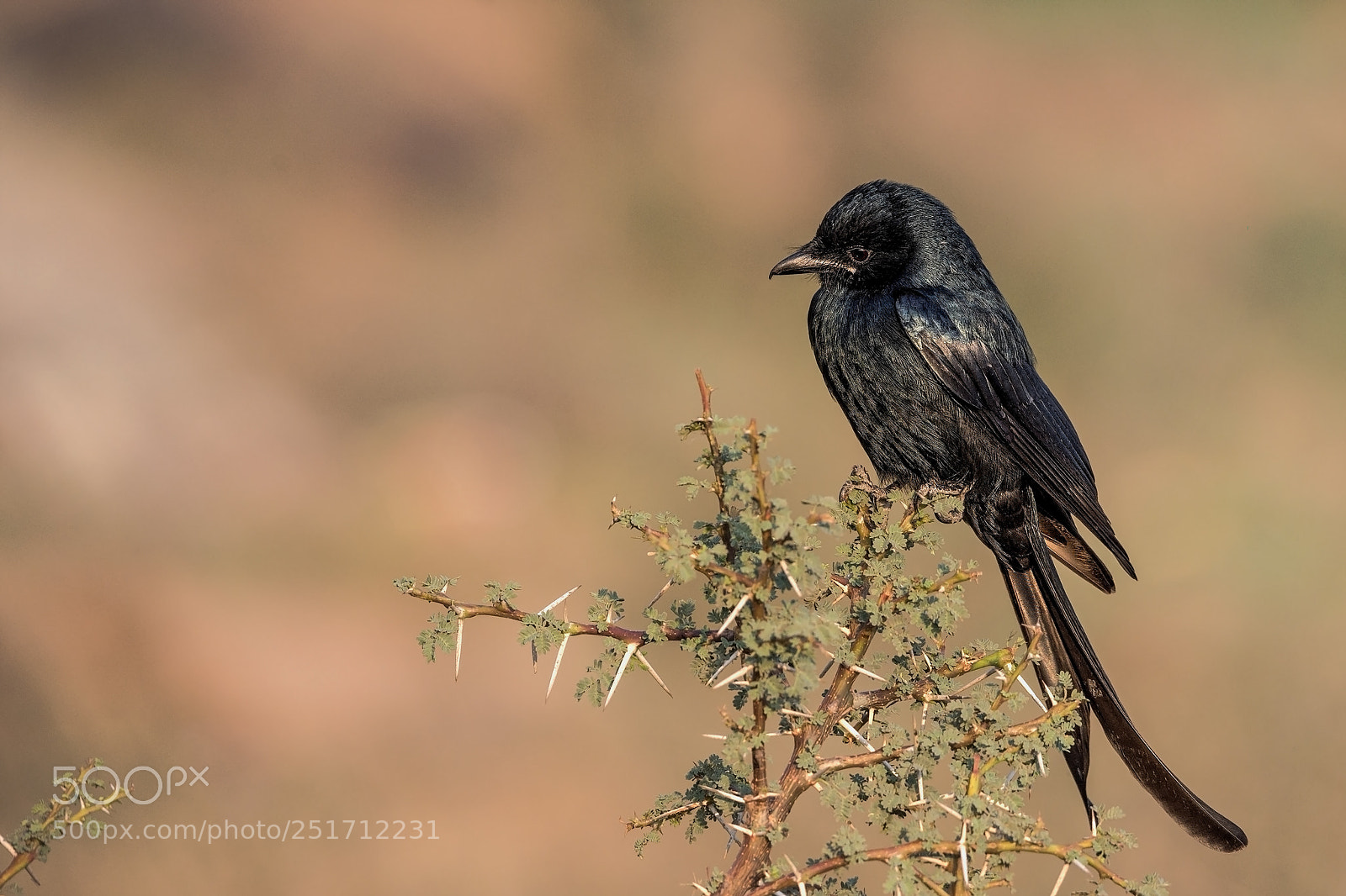 Nikon D7200 sample photo. Drongo ( dicrurus ) photography