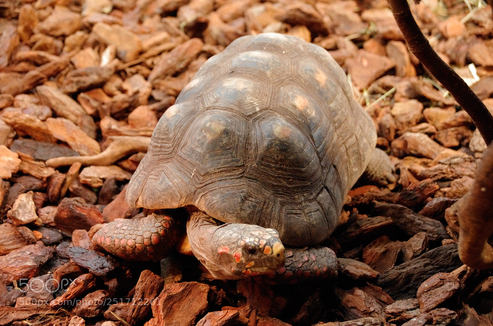 Pentax K-5 II sample photo. Turtles photography