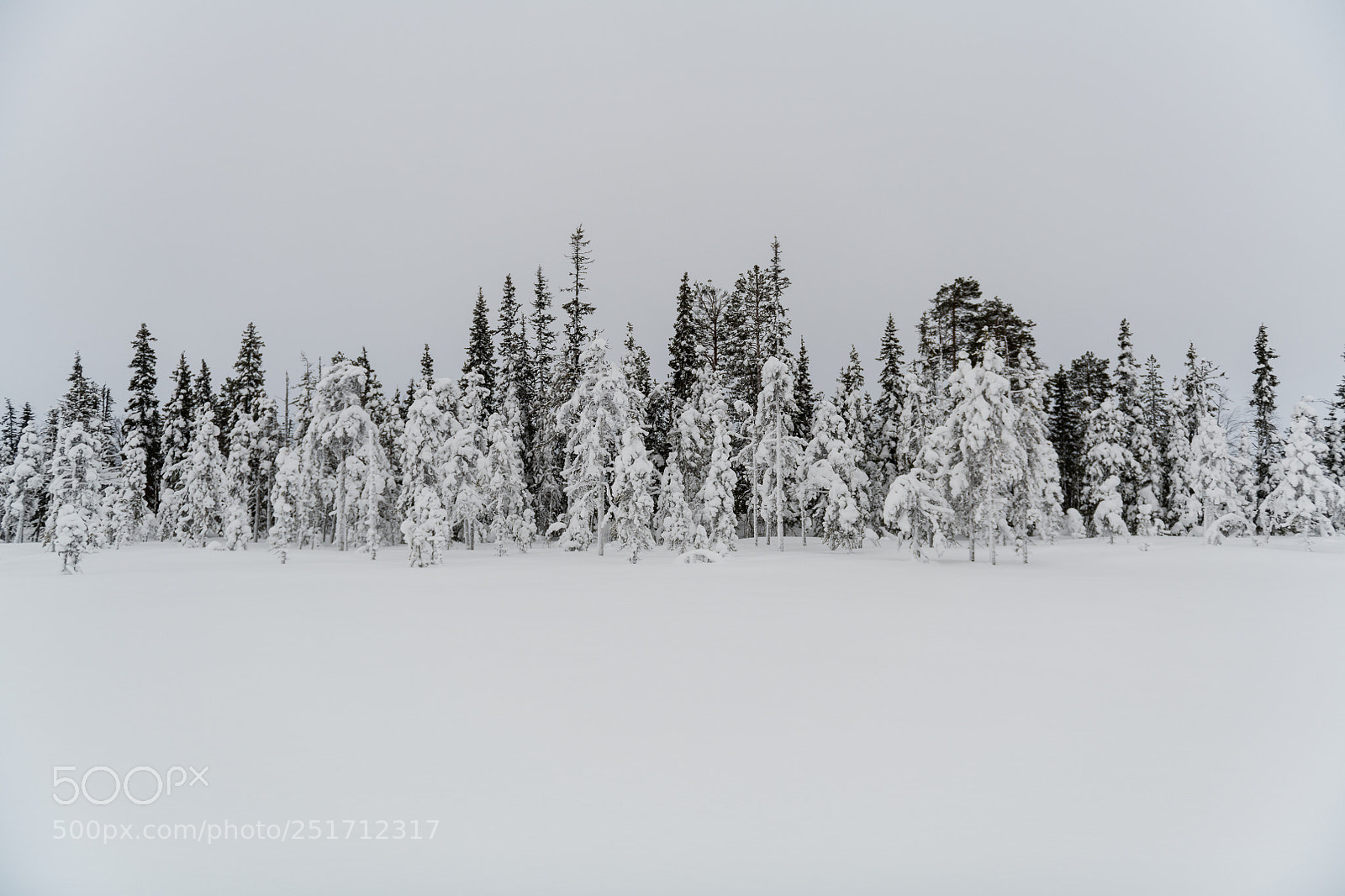 Nikon D850 sample photo. Winter photography