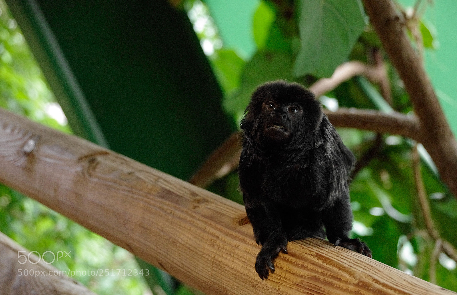 Pentax K-5 II sample photo. Monkey photography