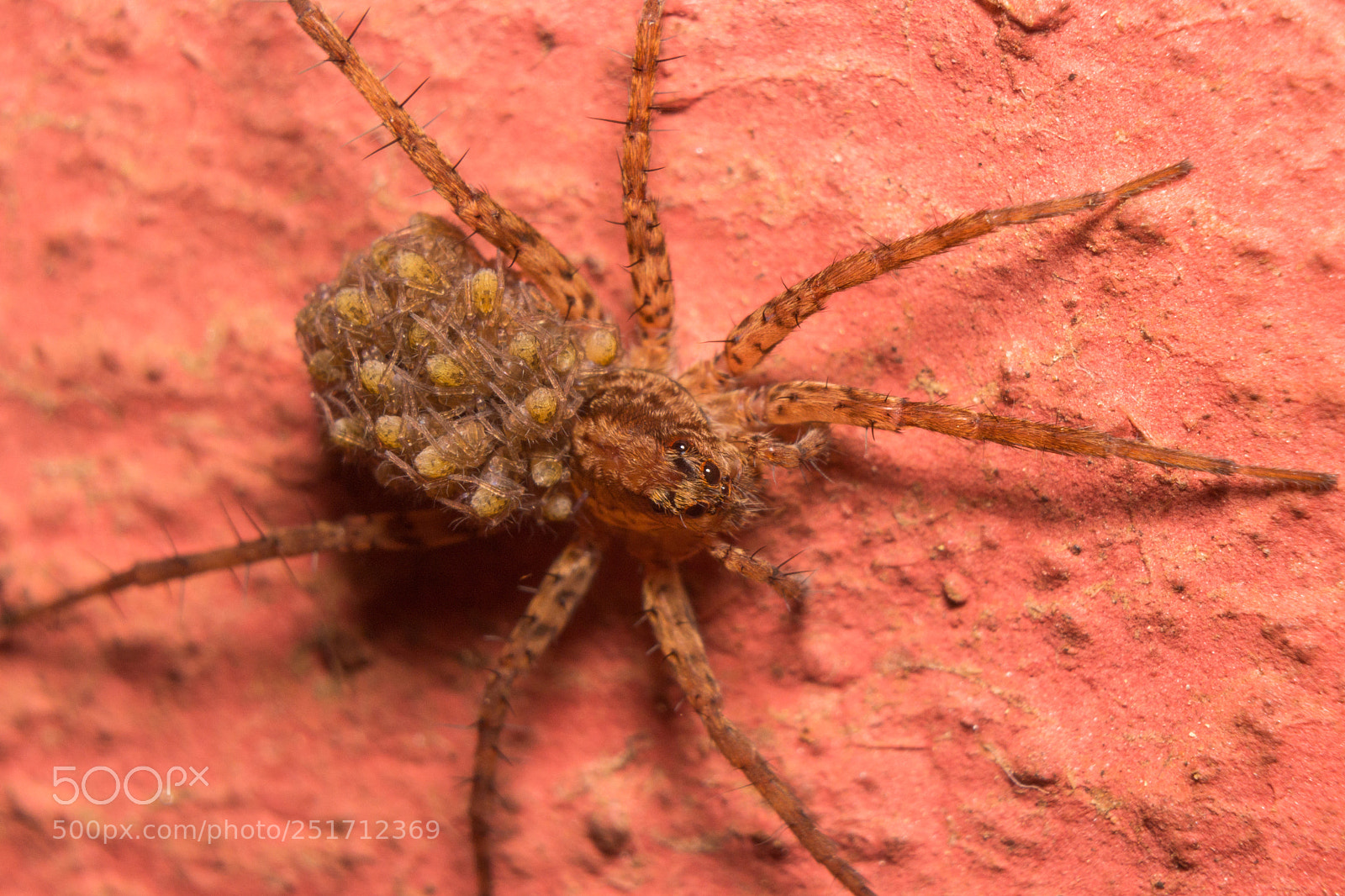 Canon EOS 600D (Rebel EOS T3i / EOS Kiss X5) sample photo. Mother with spidering photography