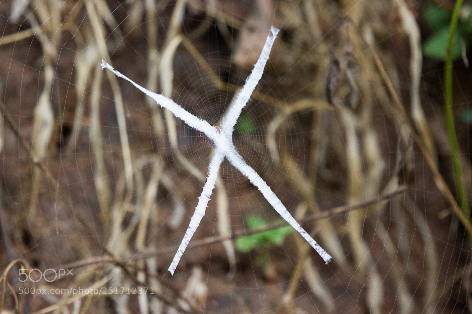 Canon EOS 600D (Rebel EOS T3i / EOS Kiss X5) sample photo. Signature spider web photography
