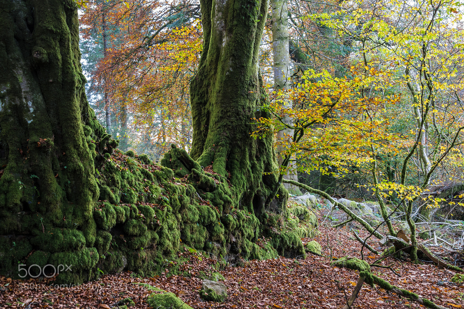 Nikon D610 sample photo. Mossy stone wall and photography