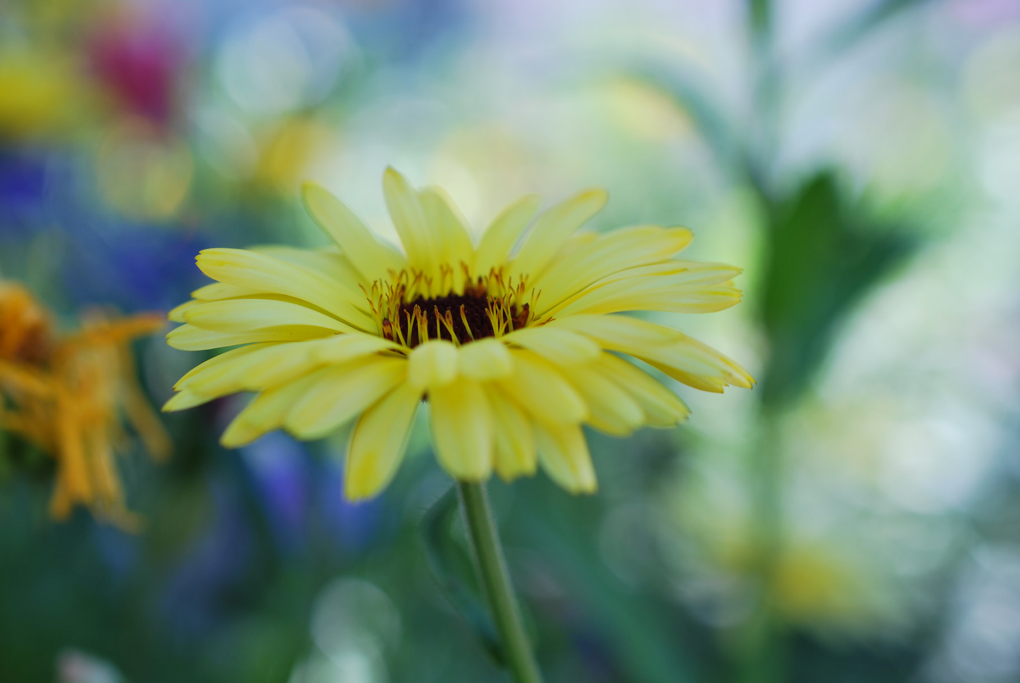 Nikon D60 + Nikon AF-S DX Micro Nikkor 40mm F2.8 sample photo. Yellow photography